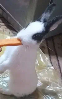 خرگوش