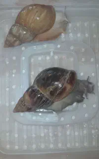 حلزون اچاتینا مولد