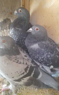 پلاکی