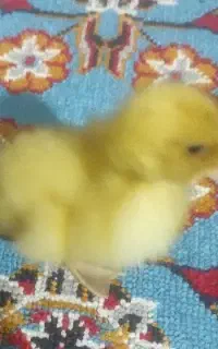 جوجه اردک