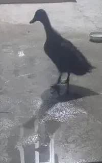 اردک