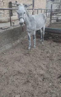 الاغ ماده گله ای
