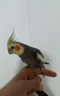 عروس هلندی نر