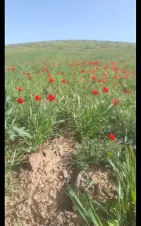کشت درجه یک دیم کندم