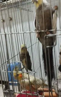 عروس هلندی
