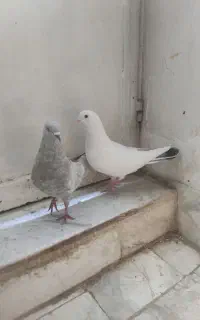 ۱۰عدد کبوتر