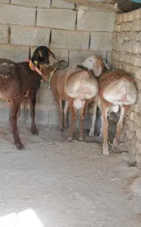 بره میش چینی قندوزی