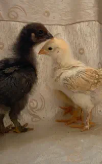 تعدادی جوجه مرغ و خروس  مولد 30 روزه