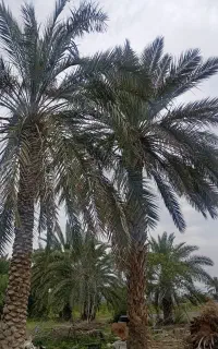 قطع نخل و برش چوب