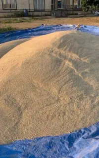 جو محلی مخصوص تخم و دامدار