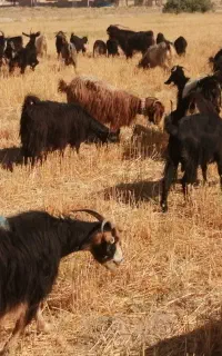 فروش گله بزی. میش