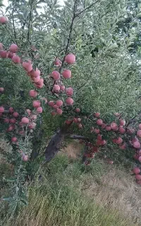 هرس کاری ، پیوند زنی ، فروش نهال