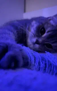 گربه بریتیش نر اصل دنبال ماده