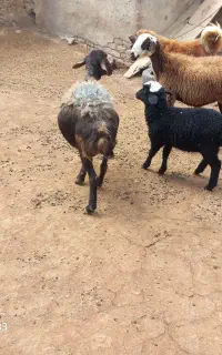 گوسفند خریدارم