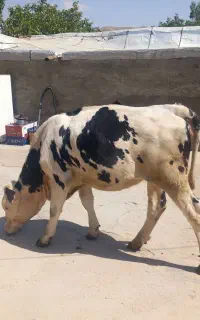 گوساله سمینتال