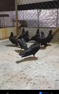 کبوتر سیاه
