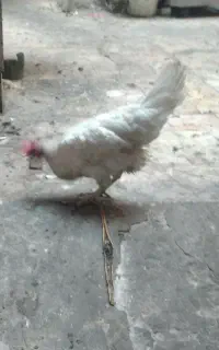 مرغ تخم گذار