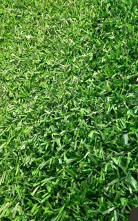 فروش فنس چمنی ( مستقیم از انبار کارخانه )