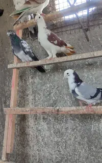 کبوتر پرشتی