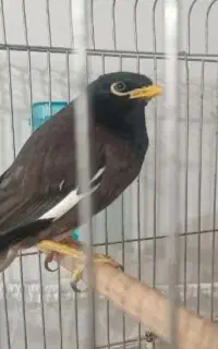 مرغ مینا سخنگو