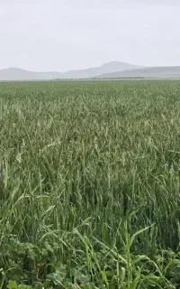 نیازمند کارگر