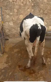 گاو جوان