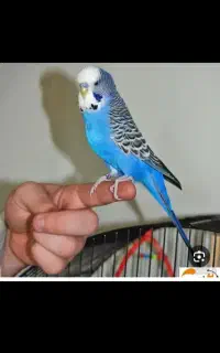 مرغ عشق
