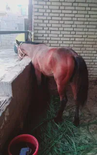 فروش اسب