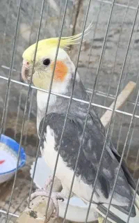 عروس هلندی گمشده