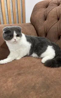 واگذاری بچه گربه اسکاتیش
