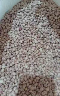 لوبیا