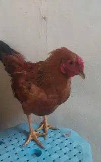 خروس محلی