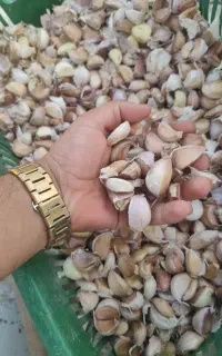 سیر حبه شده مغان