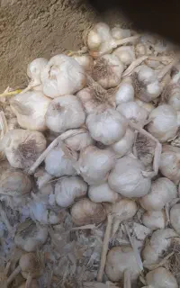 سیر سفید بسته بار