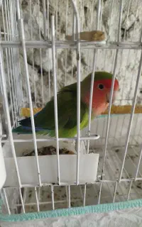 طوطی برزیلی نر