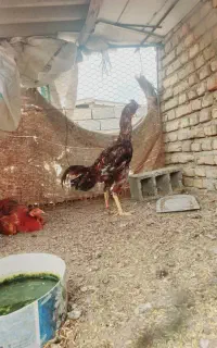 خروس لاری اصلا