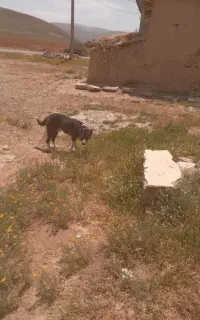 سگ نر قدرجونی رایگان