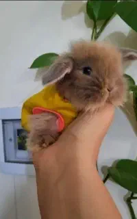 خرگوش لوپ مینیاتوری