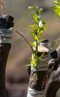 پیوند زنی درختان
