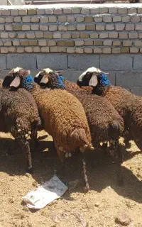بره نر برای