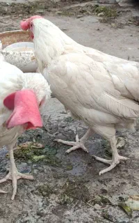 مرغ تخمگذار