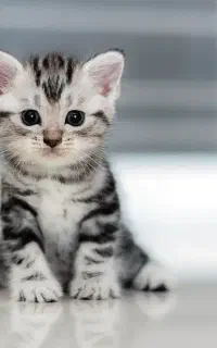 بچه گربه گمشده (عکس عکس گربه نیست)