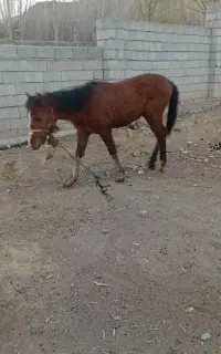 کر اسب نر ، ۱۸ ماهه