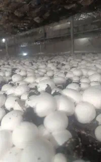 فروش قارچ درجه یک