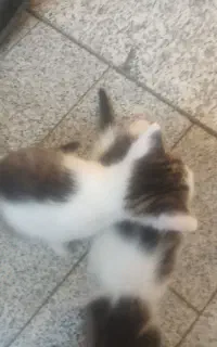 بچه گربه