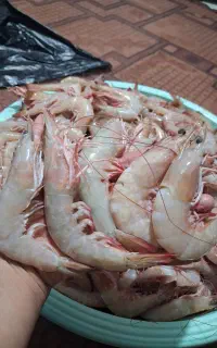 میگو صورتی سایز 45 موجودهست