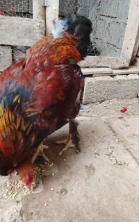 خروس نژاددار