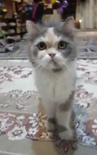 گربه پرشین