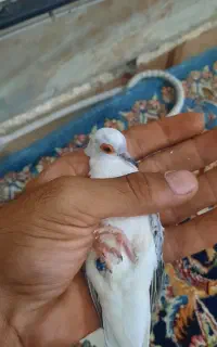 پرنده خانگی