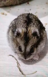 همستر کمپل سالم فقط ۱۵۰